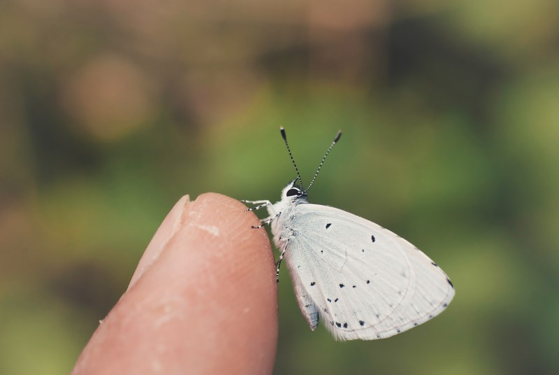 Petit papillon blanc, l'hyponomeute n'est pas sans danger