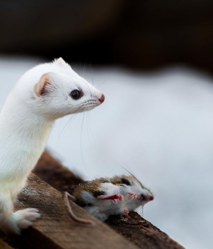 Fouine ermine