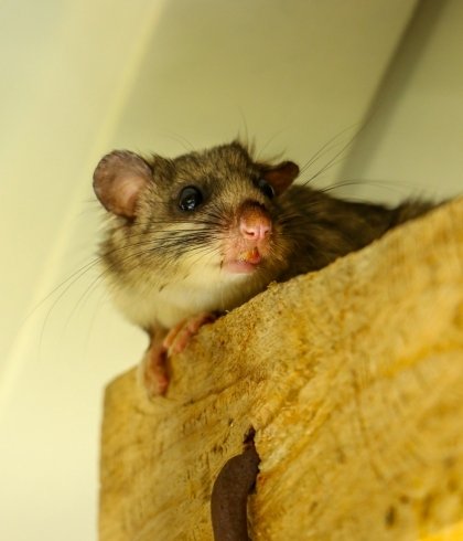 Piège à rats et souris professionnel Ekomille