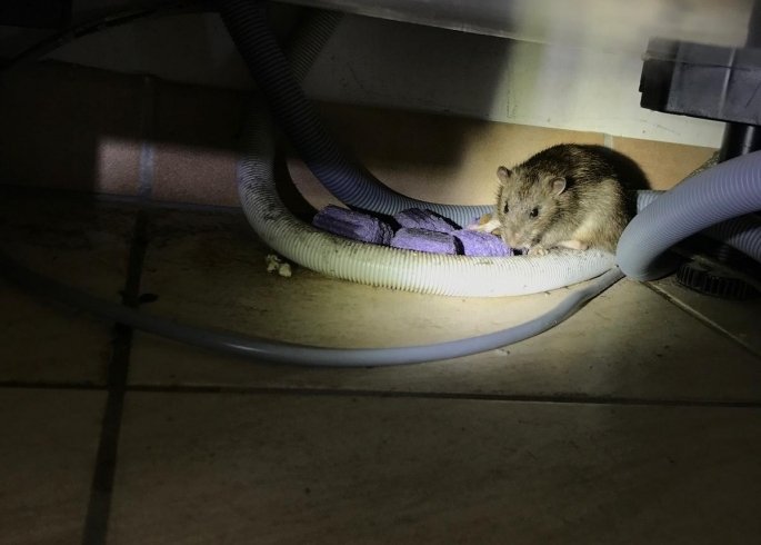 Dératisation : que faire pour lutter contre les rats et les souris ?