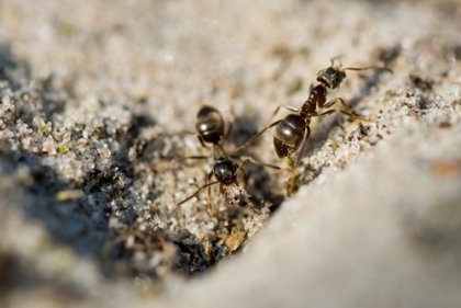 Auxidys eradiquer fourmis