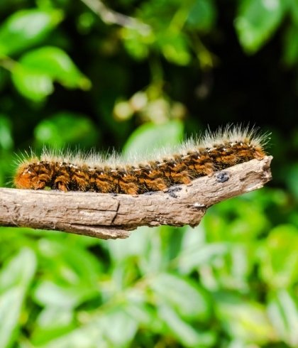 Chenille processionnaire pin antinuisibles auxidysa