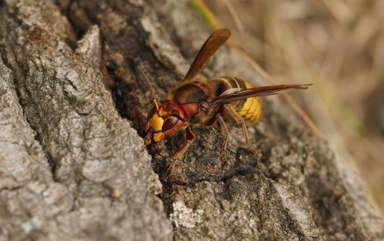 Frelon asiatique sur un tronc d'arbre