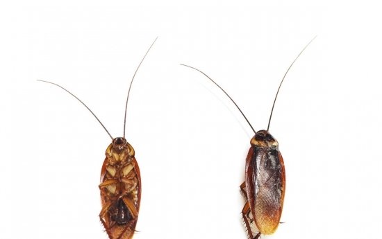 Comment différencier la blatte germanique et la blatte orientale