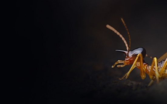 Repérer une infestation de termites chez soi : nos conseils
