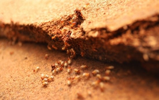 Des termites dans votre logement : ce que vous risquez