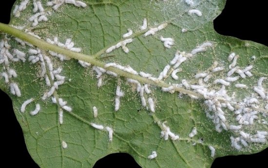 Larves d'hyponomeutes sur un arbre