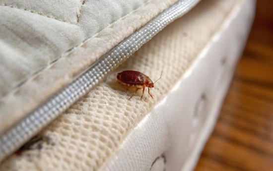 Différencier puces et punaises de lit : 7 différences à observer