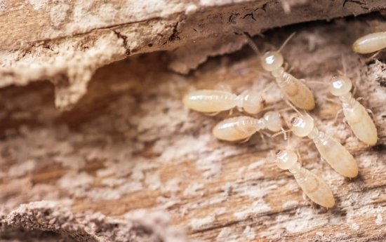Canicule : attention à l'explosion des xylophages !