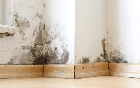 L'humidité hivernale : terreau fertile pour les champignons du bâtiment ?