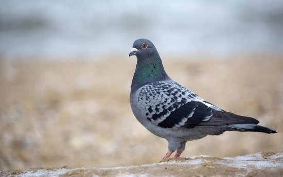 Pigeon en ville