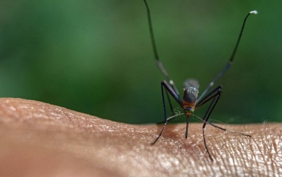 Moustique tigre sur la peau 