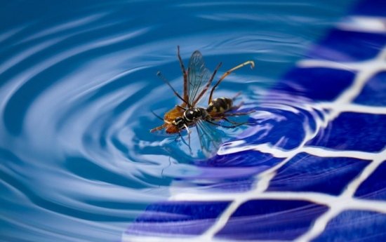 Guêpe dans l'eau d'une piscine